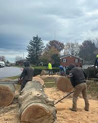Los Primos Tree service LLc... - Los Primos Tree service LLc