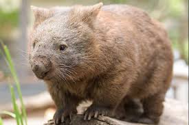 Image result for wombat