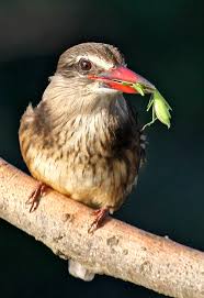 Image result for brown hooded kingfisher