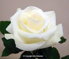 Image result for tea roses