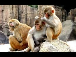 Image result for free pictures of chattbir zoo