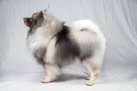Image result for keeshond