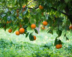 Image result for temple oranges