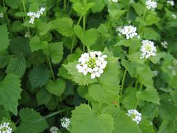 Image result for garlic mustard