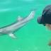 Dolphins play in Port Adelaide harbour, delighting visitors and ...