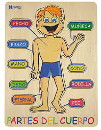 Bildresultat för EL CUERPO HUMANO