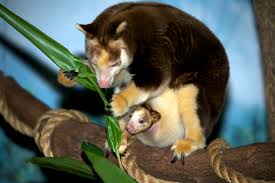 Image result for tree kangaroos