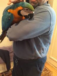 Image result for baby macaw parrot for sale