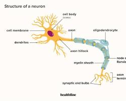 Image of neuron