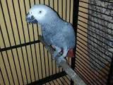 Image result for african grey parrot for sale