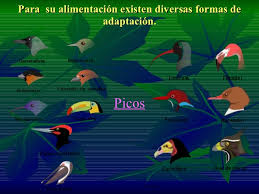 Resultado de imagen para adaptacion