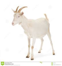 Image result for GOAT