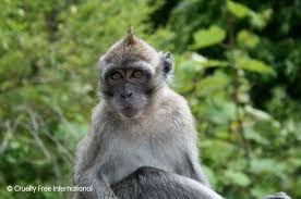 Image result for MONKEYS