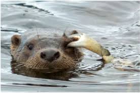 Kết quả hình ảnh cho con rái cá