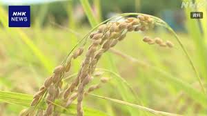 “家畜の餌用のコメ 不足で増産を” 農林水産省が呼びかけ | NHKニュース | コメ、農業、農林水産省