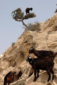 Image result for goat tree