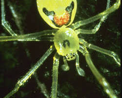 Image of Hawaiian Happy Face Spider