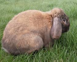 Image result for RABBIT
