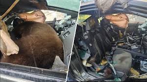 Black bear trapped inside a car in Colorado