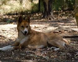 Dingo