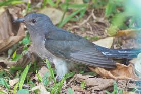 Image result for Grey-bellied Cuckoo