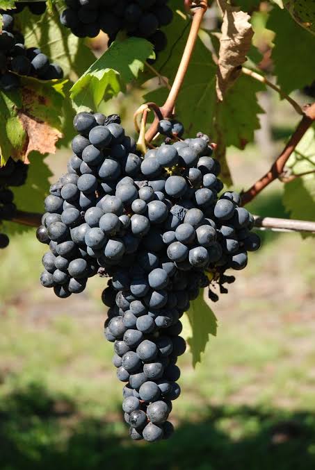 Bonarda - Piemonte Land of Wine