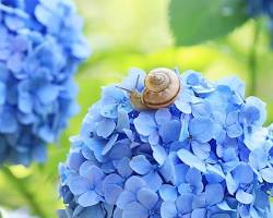 雨に濡れたアジサイとカエルの画像