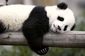 Image result for Giant panda