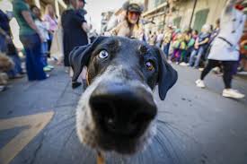 Celebrating Mardi Gras with Festive Parades Across Louisiana