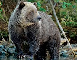 images?q=tbn:ANd9GcQP4tCPcckO6O5-LcUc9LLdmr8I7spNTgRtNN5h2LT9a5BLwSXXjw