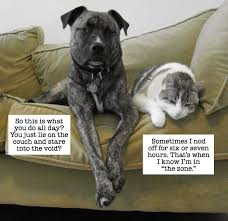 Résultat de recherche d'images pour "cats and dogs living together pictures"