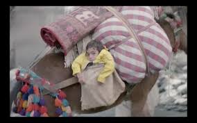 Image result for IRAN HORSES