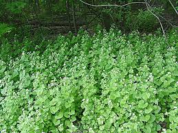 Image result for garlic mustard