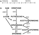 ABC transporter, spermidineputrescine import ATP-binding protein