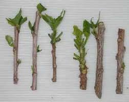 Image result for ‫تکثیر گل رازقی‬‎