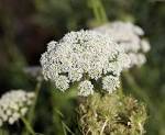 Carrot flowers