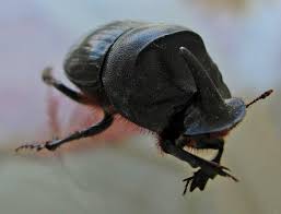 Résultat de recherche d'images pour "rhino beetle"