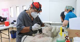 Reporta Tlaquepaque más de 5 mil esterilizaciones en su Centro de Bienestar Animal