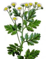 Image result for feverfew