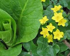Marsh marigold Pocahontas County WV