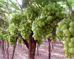 Image of Grapes tree Egypt