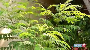 images for karuveppilai leaves க்கான பட முடிவு