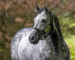 Image of Scat Dancer horse