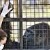 Wild at heart: Jacksonville Zoo participating in Great Ape Heart Project