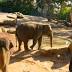 Melbourne Zoo's elephant calf Willow dies after battling rare infection