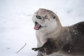 Image result for cute pictures of otter