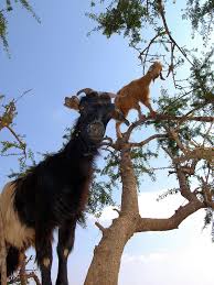 Image result for goat tree