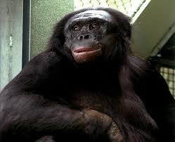 Slikovni rezultat za smartest chimp in the world