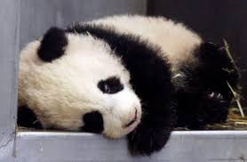 Résultat de recherche d'images pour "sad panda"