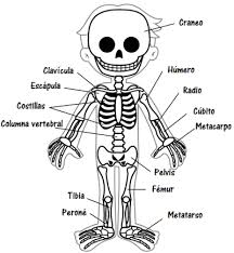 Resultado de imagen para cuerpo humano